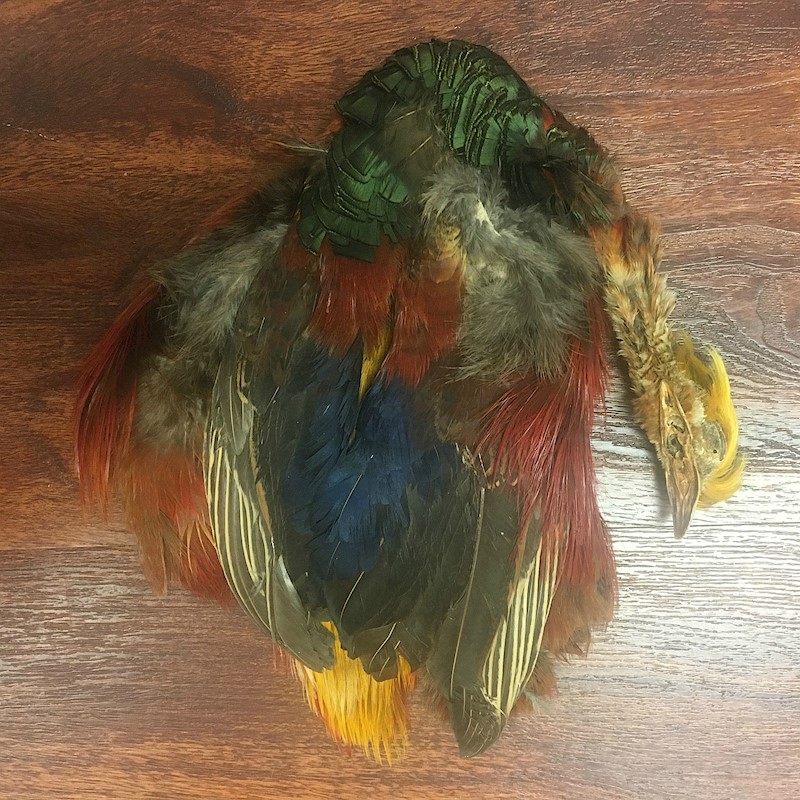 Golden Pheasant Pelt Details - Aloha Hula Supply