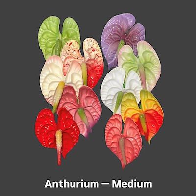 Anthurium Pick                                                             
