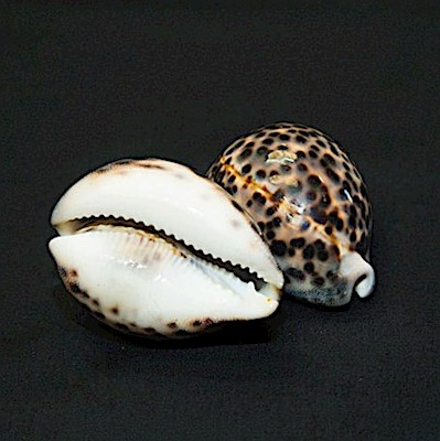 Shells                                            