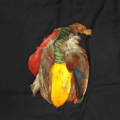 GOLDEN PHEASANT PELT Details - Aloha Hula Supply